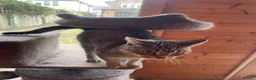 Mixed Breed cats for sale: Female Cat For Sale in New Malden - Advert 3