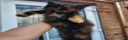 Maine Coon cats for sale: Beautiful Maine Coon Kittens - Advert 7