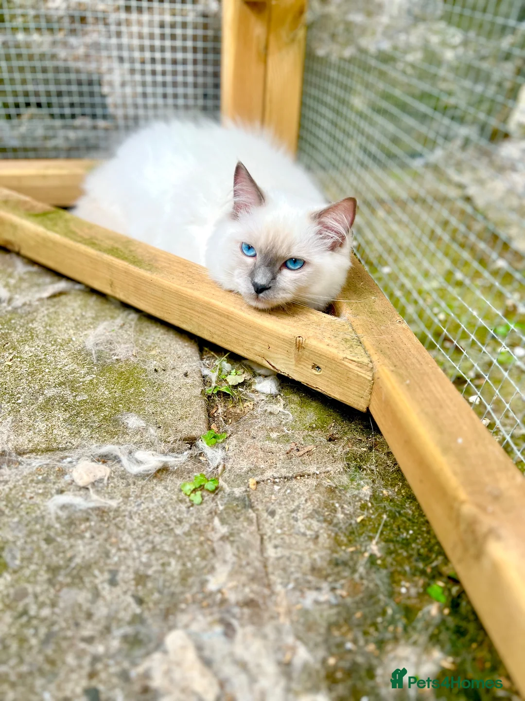 Ragdoll cats for sale: STUNNING  - Advert 9