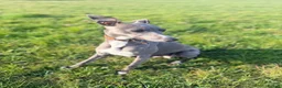 Whippet dogs for sale: Gorgeous Whippets Ready for forever Home - Advert 1