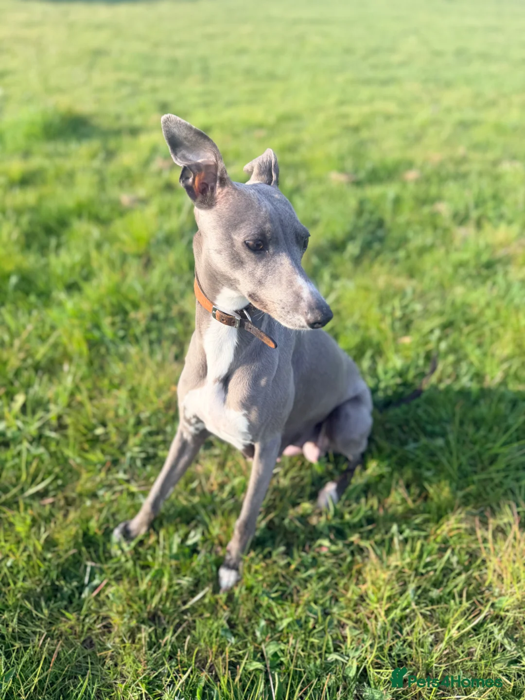 Whippet dogs for sale: Gorgeous Whippets Ready for forever Home - Advert 1
