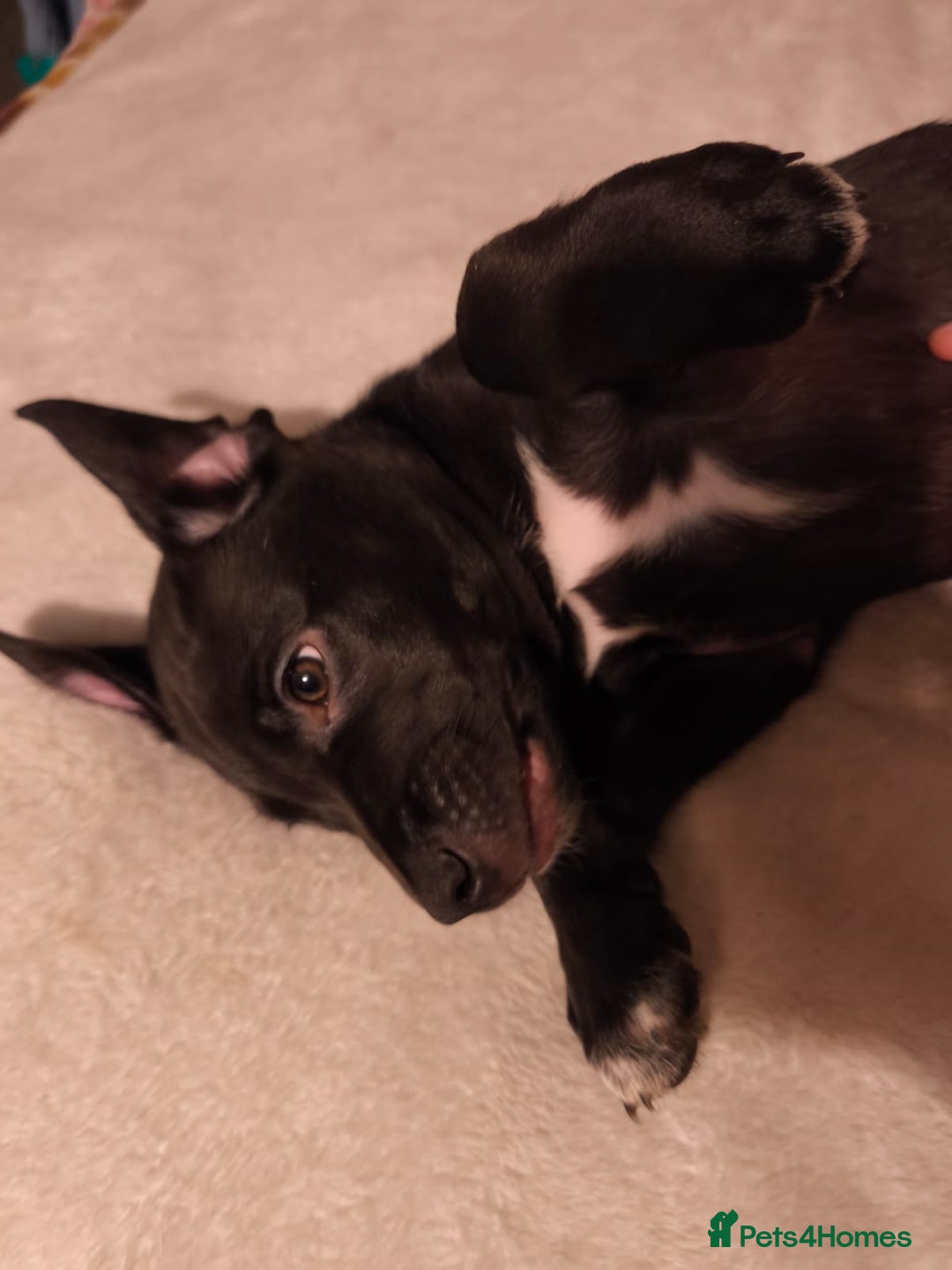 Mixed Breed dogs for sale: Staffy x border collie for sale  - Advert 5