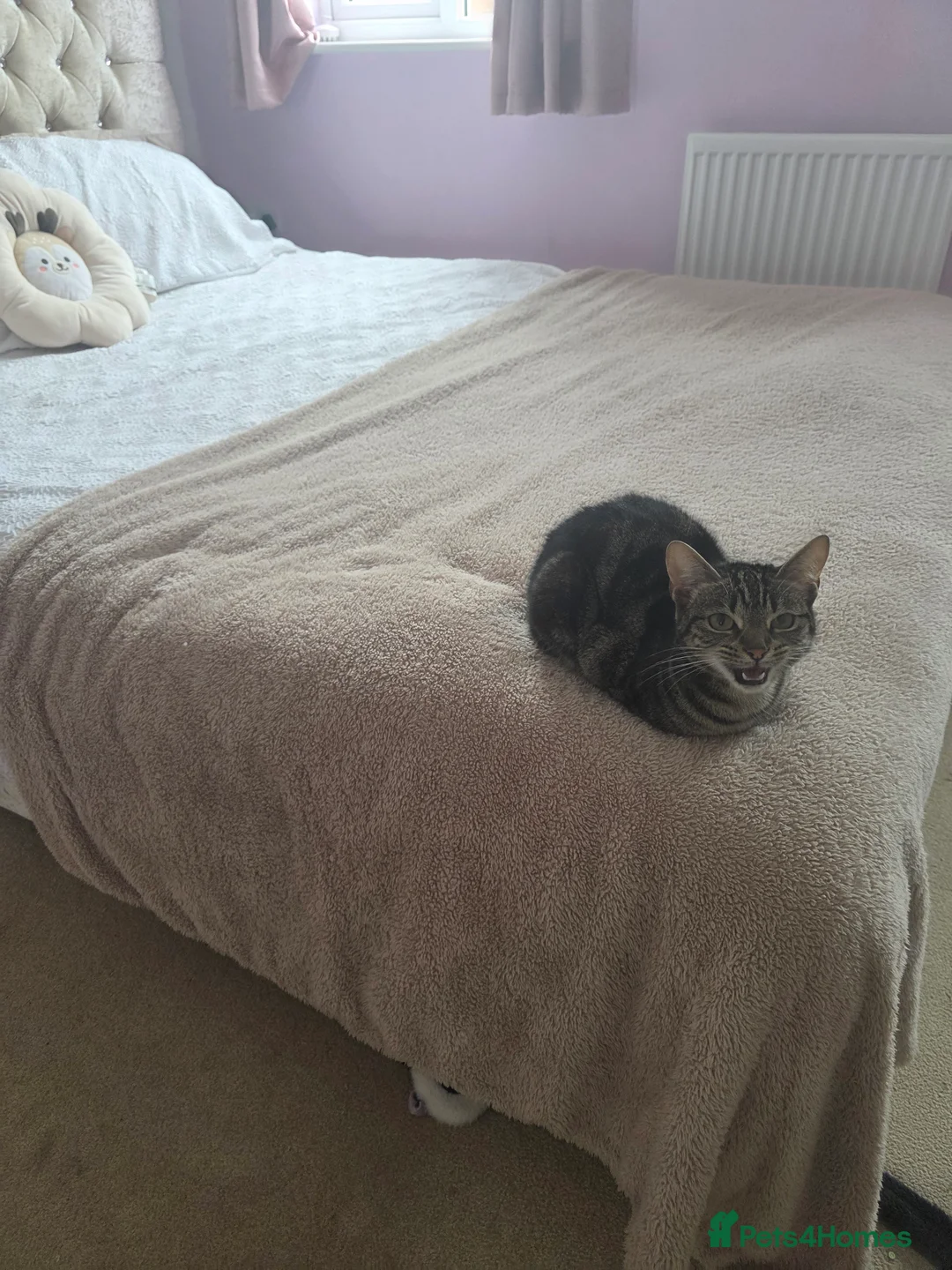 Mixed Breed cats for sale: 1 year old female cat looking for new home. in Peterlee - Advert 2