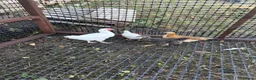 Chickens poultry for sale: Cockerel  in Dewsbury - Advert 2