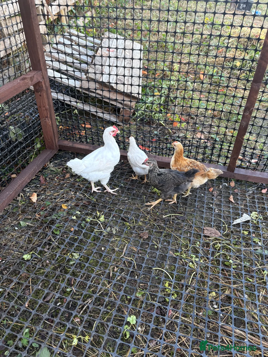 Chickens poultry for sale: Cockerel  in Dewsbury - Advert 2