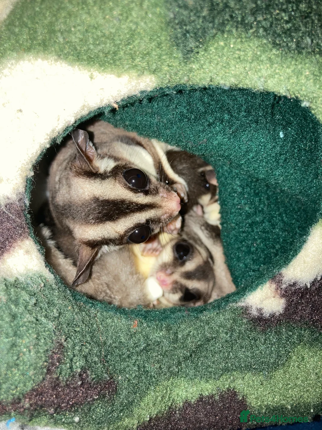 Sugar Glider rodents for sale: 3 female sugar gliders and set up - Advert 18