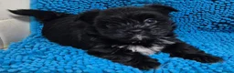 Yorkshire Terrier dogs for sale: Miniature Yorkshire Terrier  - Advert 3