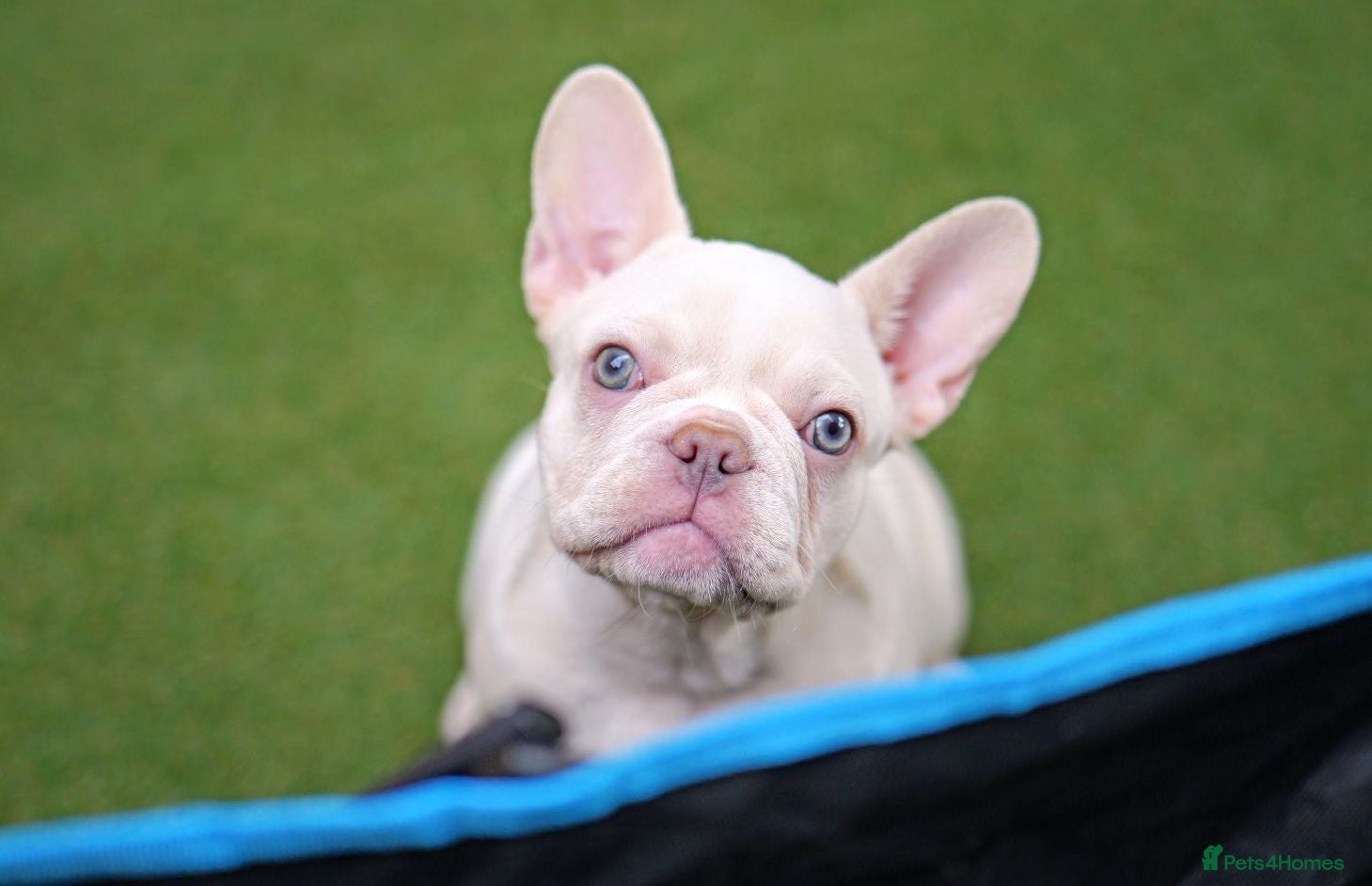 French Bulldog dogs French bulldog  - Advert 14