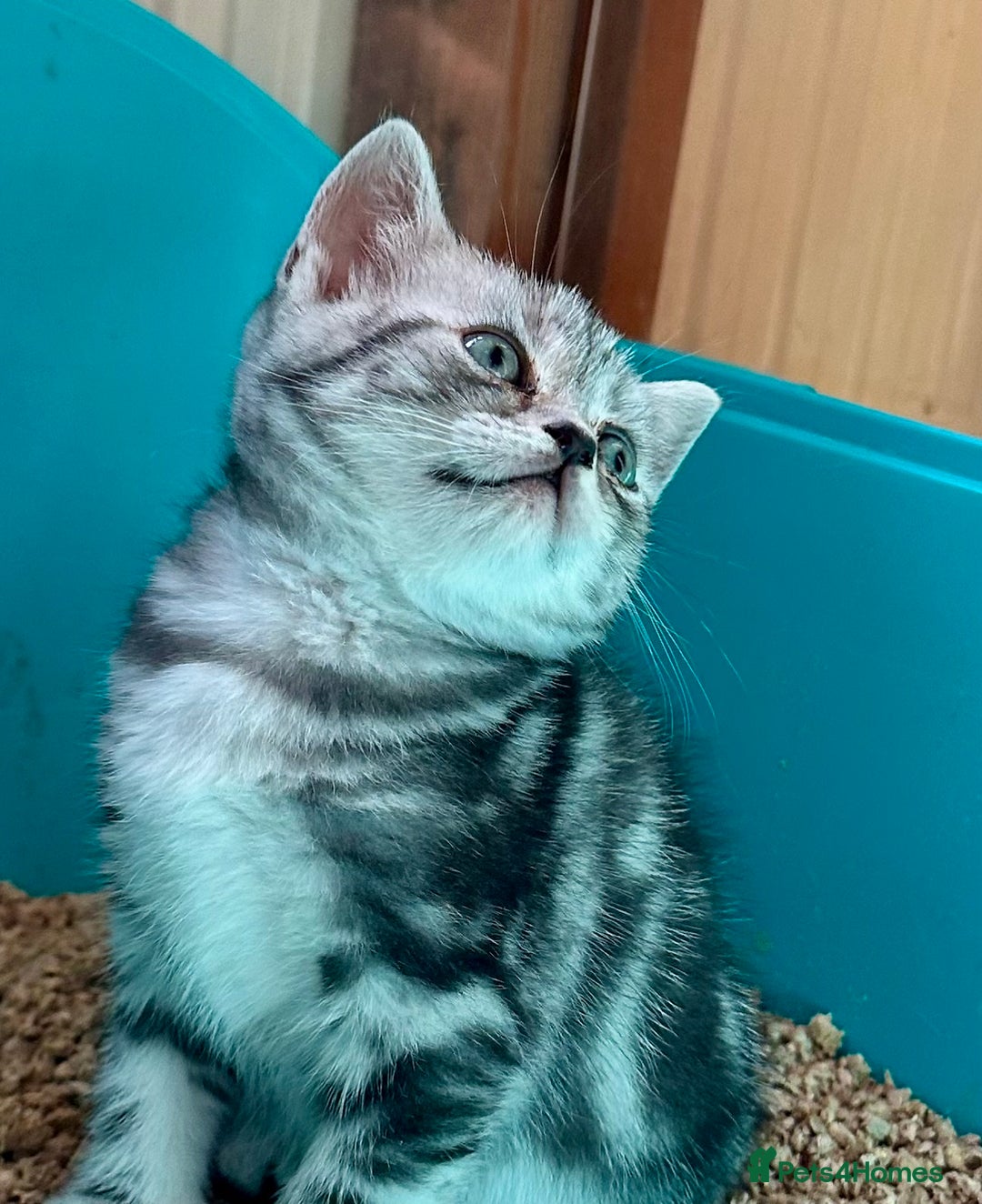 British Shorthair cats for sale: Gorgeous British Shorthair Babies.  - Image 5