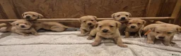 Labrador Retriever dogs for sale: Stunning red/golden labrador puppies - Advert 3