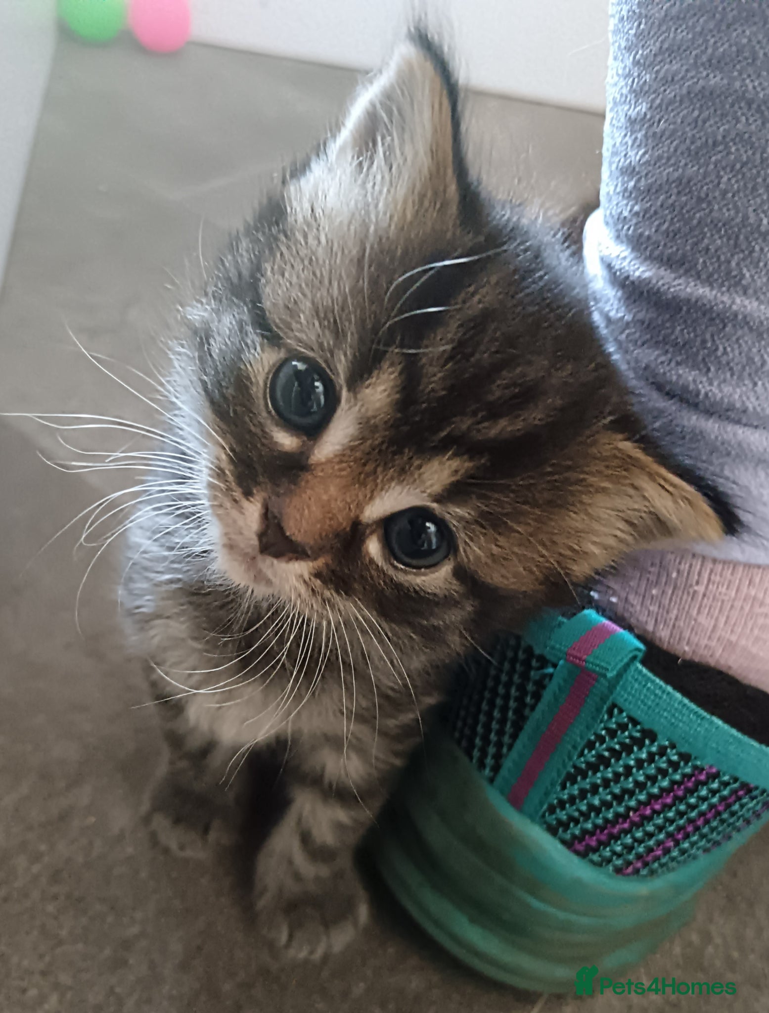 Mixed Breed cats Fluffy tabby girl kittens - Advert 16