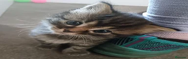 Mixed Breed Kitten 1