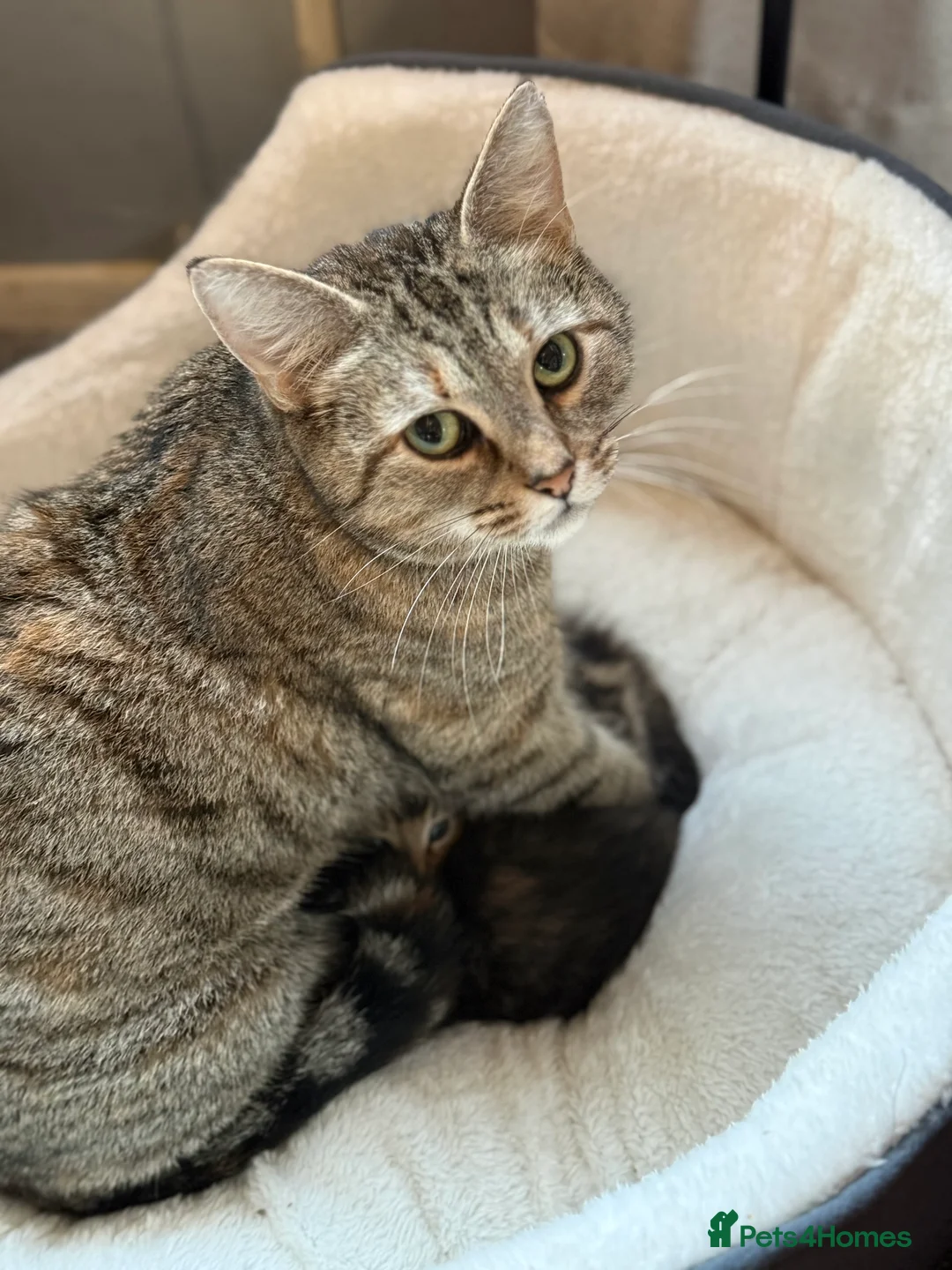 Mixed Breed cats for sale: Beautiful Kittens  - Advert 2