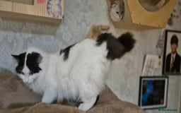 Scottish Fold cats for sale: 2 Purebred girls for rehoming - Image 13