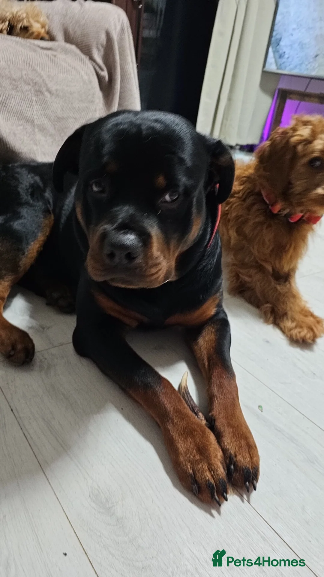 Rottweiler dogs for sale: Superb European Rottweiler  - Advert 9