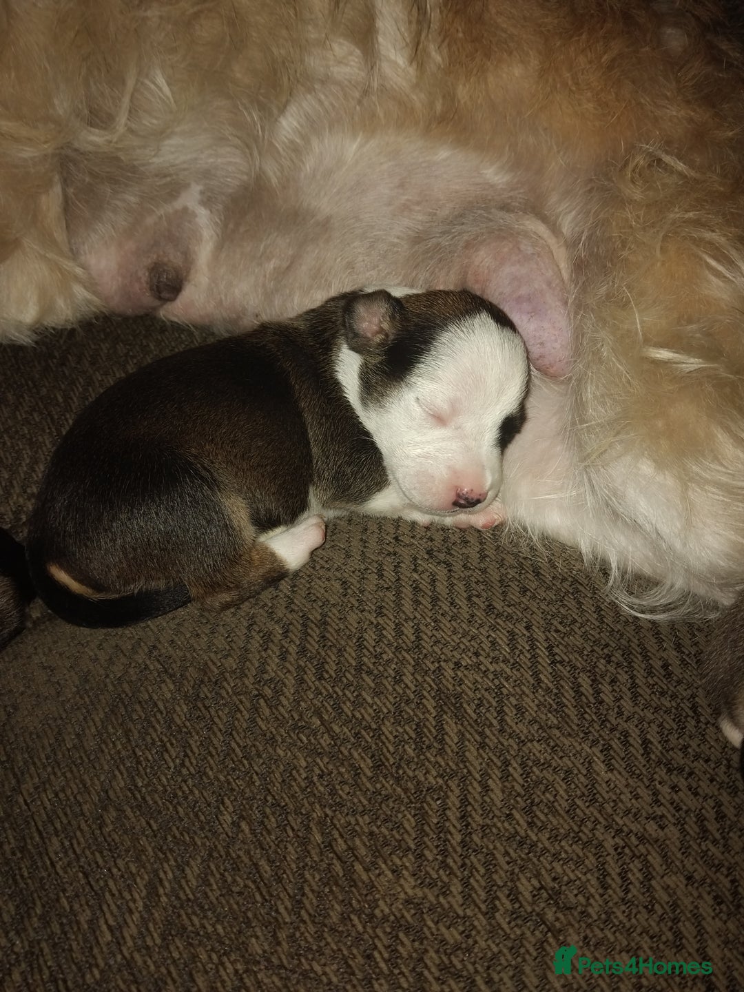 Mixed Breed dogs for sale: Stunning litter of 8 - Image 6