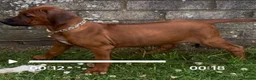 Rhodesian Ridgeback dogs for sale: Rhodesian Ridgeback Puppies European Pedigree - Advert 29
