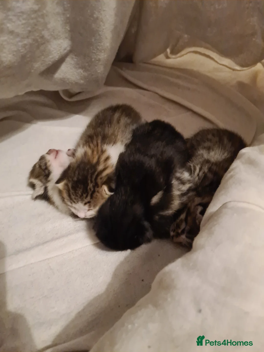 Mixed Breed cats for sale: One little tabby and white boy left - Advert 14