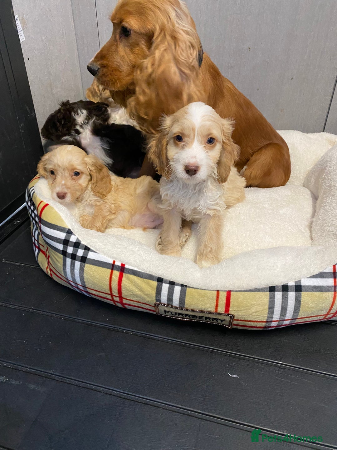 Cockapoo dogs for sale: AMAZING STUNNING F1 SHOW TYPE COCKAPOO  - Image 28
