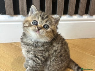 British Shorthair cats 😻Last Gorgeous Brown Tabby BSH Kitten😻 - Advert 3