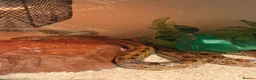 Corn Snake reptiles for sale: Adult corn snake  - Advert 2