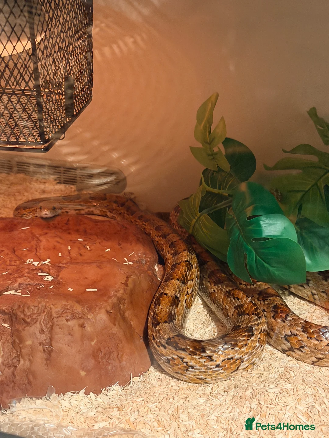 Corn Snake reptiles for sale: Adult corn snake  - Advert 2