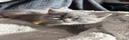 Persian cats for sale: Gorgeous Persians kittens  - Advert 8