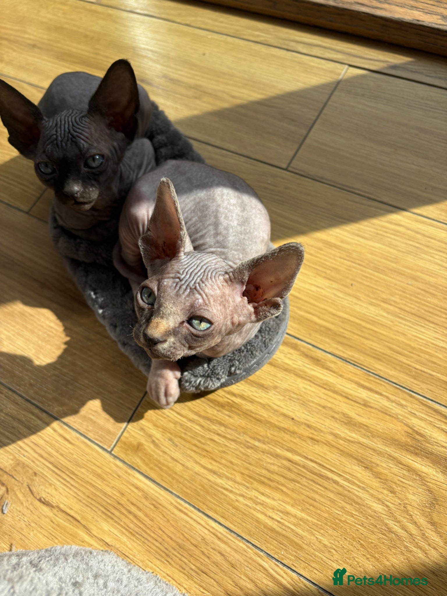 Sphynx cats Beautiful sphynx kittens for sale🥹 - Advert 5