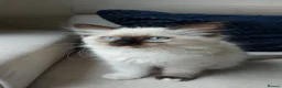 Ragdoll cats for sale: ONLY 2 LEFT Stunning Ragamese Kittens - Advert 11
