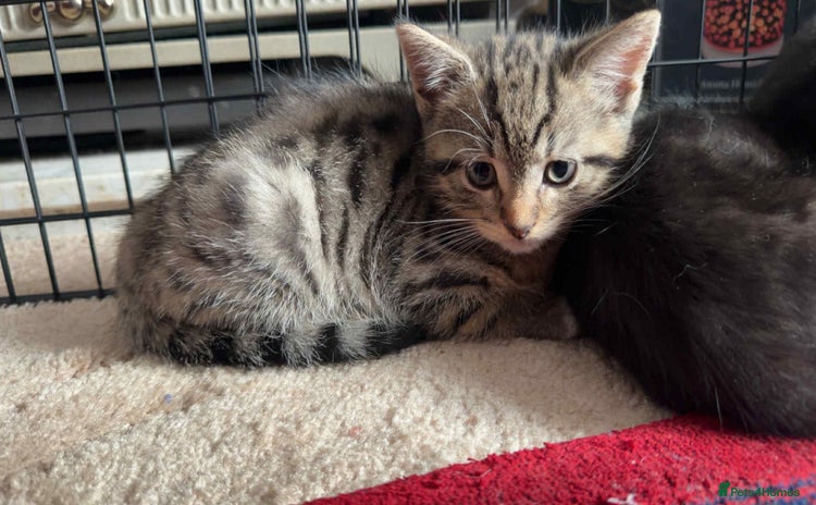 Mixed Breed cats - Advert 4