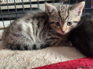 Mixed Breed cats - Advert 2