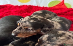 Dachshund dogs for sale: Pedigree Dachshund puppies PRA clear health tested - Image 9