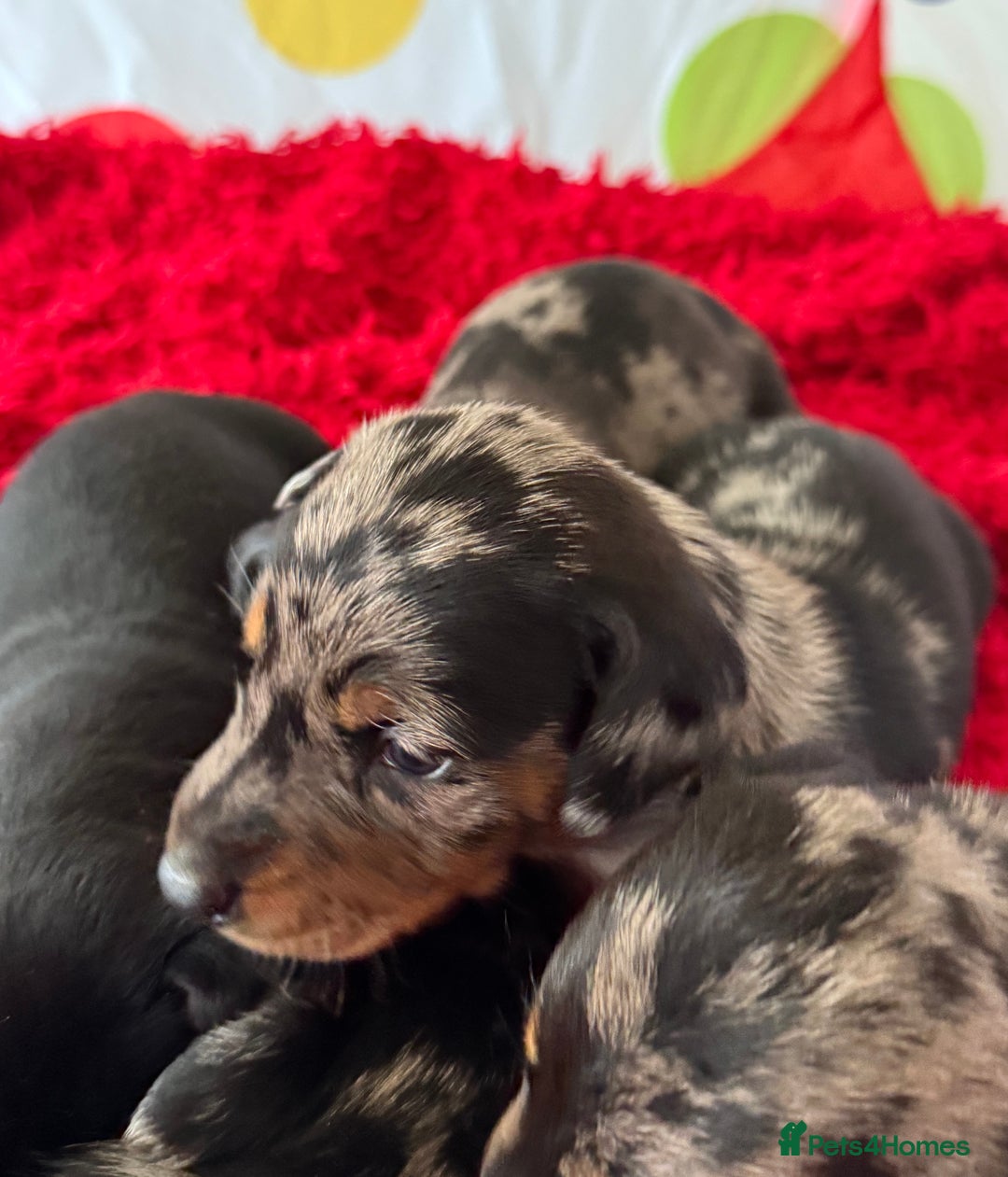 Dachshund dogs for sale: Pedigree Dachshund puppies PRA clear health tested - Image 9
