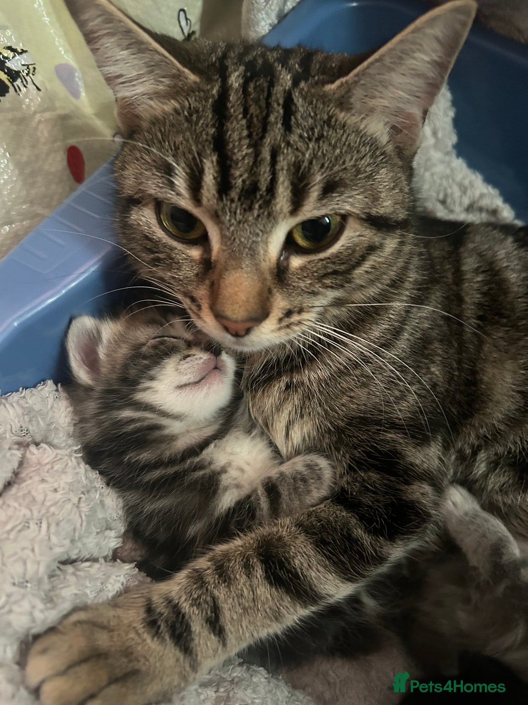 Mixed Breed cats for sale: Kittens :)  - Advert 1