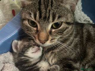 Mixed Breed cats Kittens :) - Advert 2