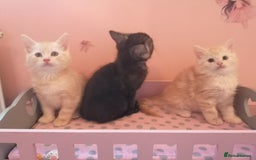 Maine Coon cats for sale: FLUFFY MAINECOON X KITTENS - Image 5