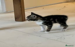 Bengal cats for sale: Bengal X Kittens - Image 12