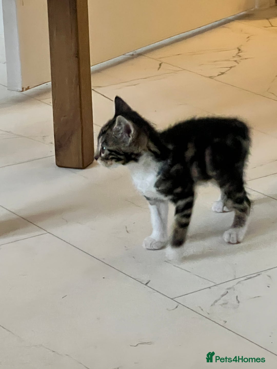 Bengal cats for sale: Bengal X Kittens - Image 12