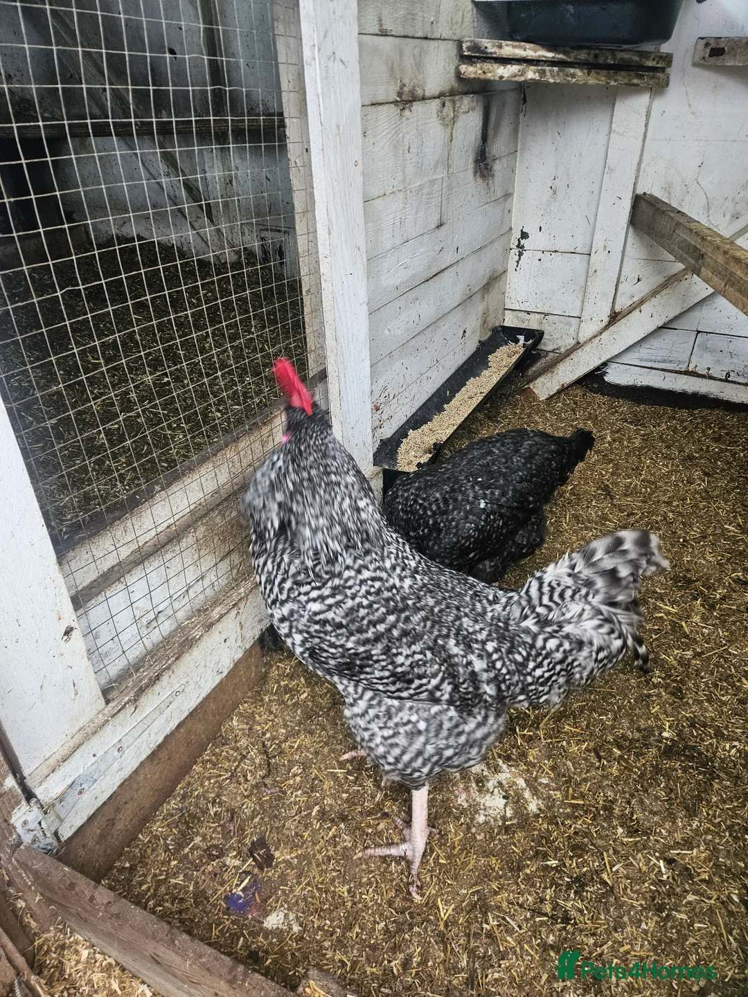 Chickens poultry for sale: Hatching chicken eggs - Advert 8