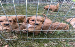 Cockapoo dogs for sale: Toy cockerpoos - Image 5