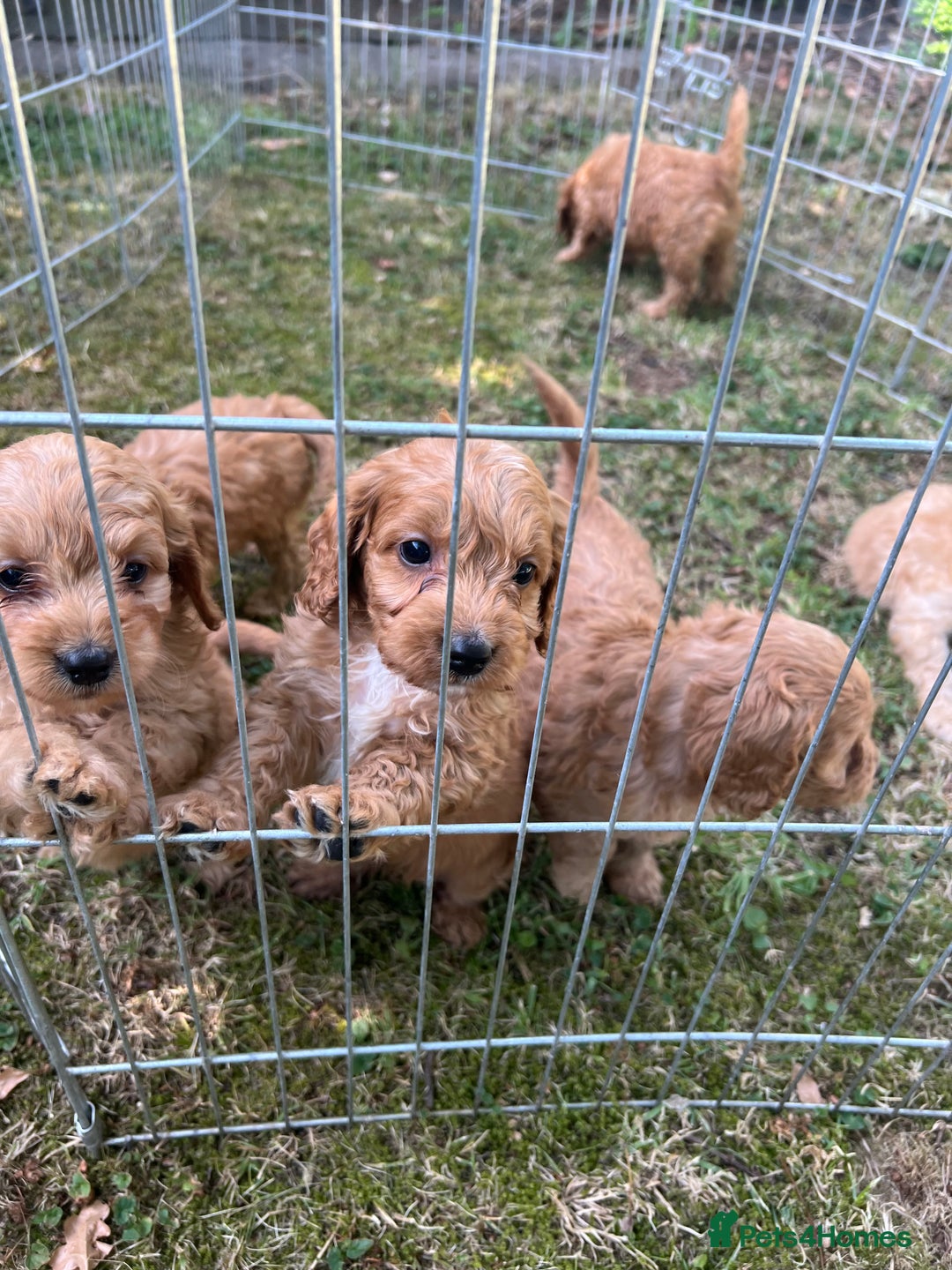 Cockapoo dogs for sale: Toy cockerpoos - Image 5