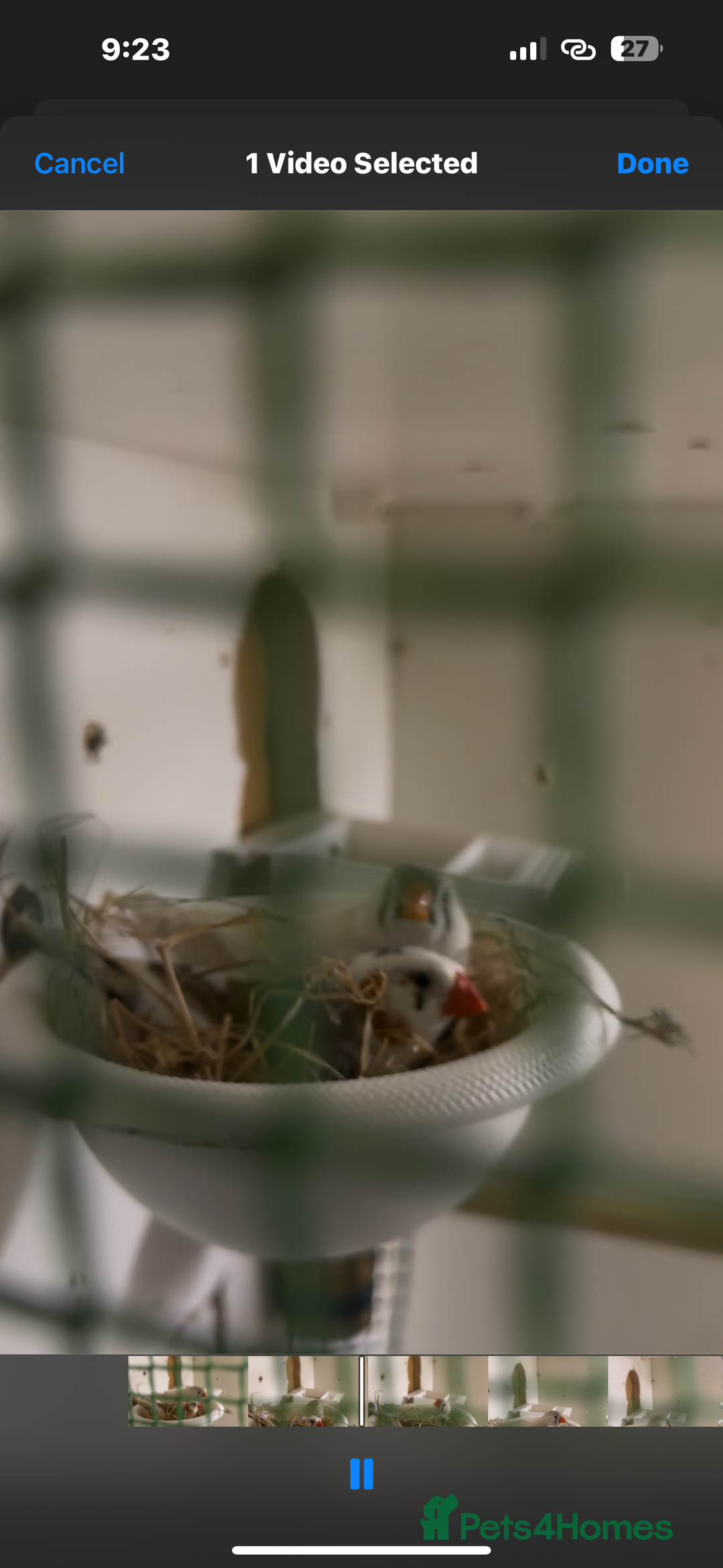 Budgerigars birds for sale: Budgies for sale  - Image 2