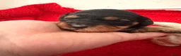 Cavapoo dogs for sale: F1 Beautiful cavapoo puppies Health tested parents - Advert 8