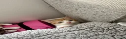 Domestic Shorthair cats for sale: 6 Adorable KittensReady for Their Forever Homes 🐾 - Advert 13
