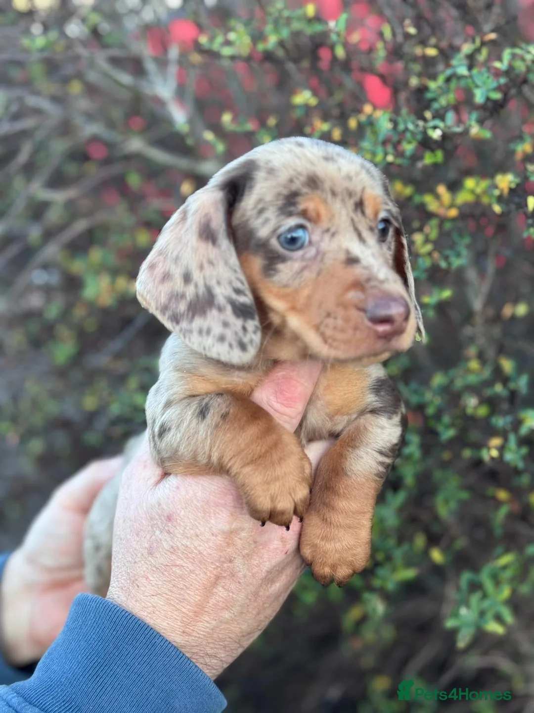 Miniature Dachshund dogs for sale: Miniature daushand  - Advert 14