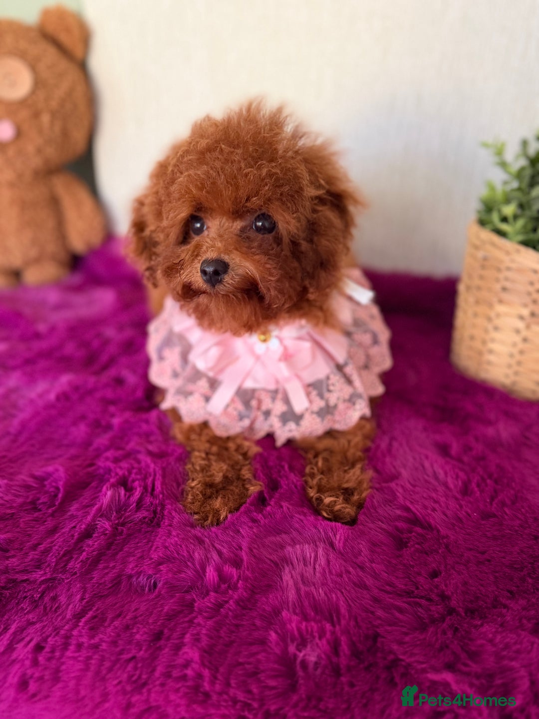 Poodle dogs for sale: Asian girl looking for 🏡 - Advert 3