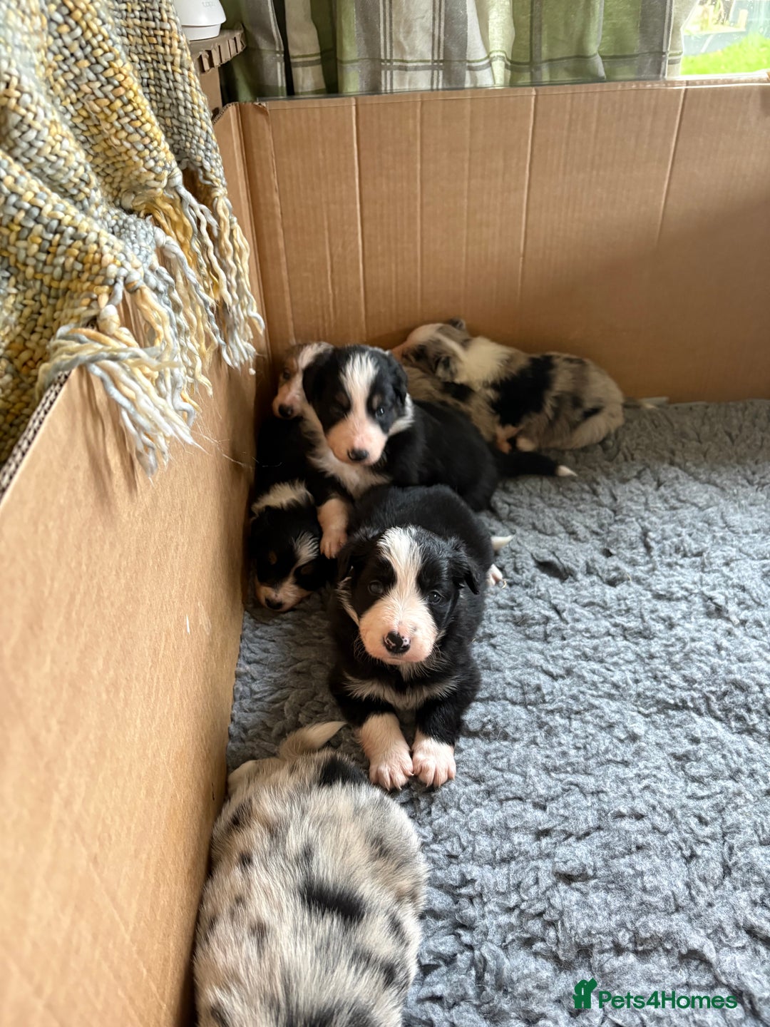 Border Collie dogs for sale: Border collie puppies  - Advert 6