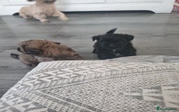 Shih Tzu dogs for sale: Imperial Shih tzu  - Image 17