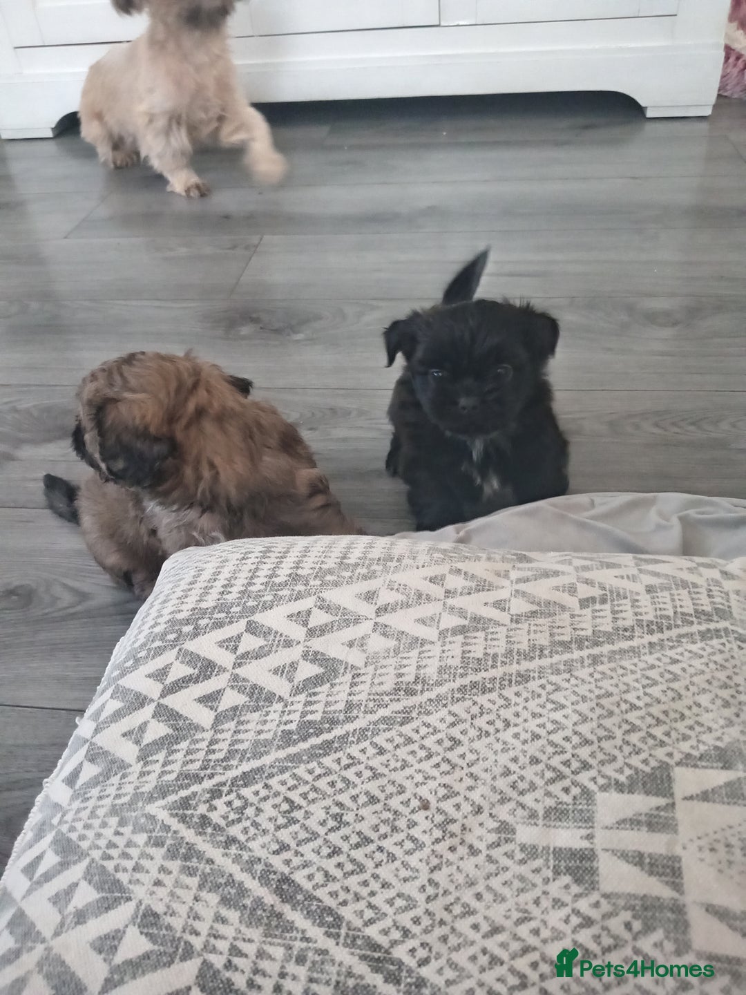 Shih Tzu dogs for sale: Imperial Shih tzu  - Image 17