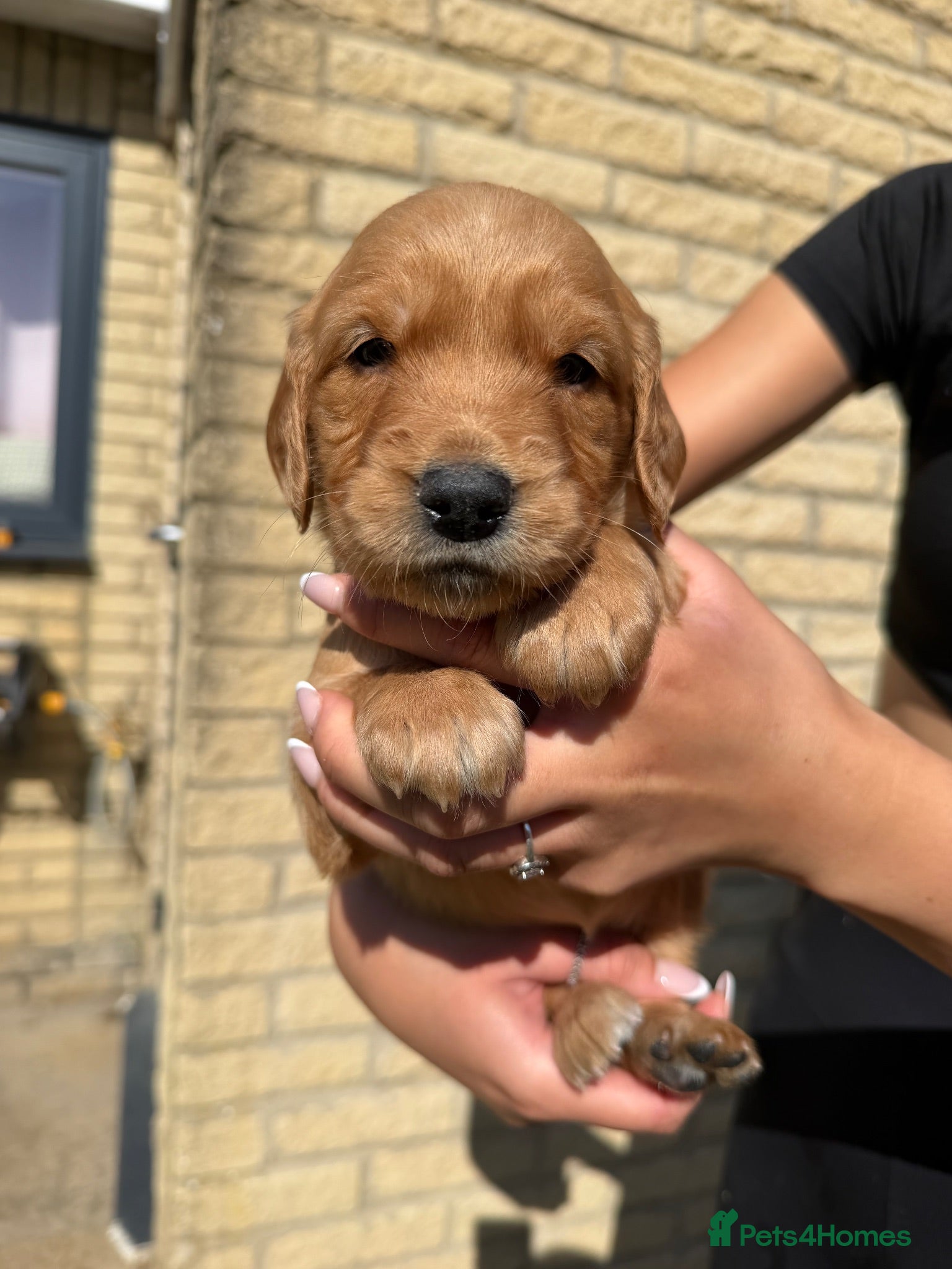 Golden Retriever dogs Dark Working retriever puppies  - Advert 1